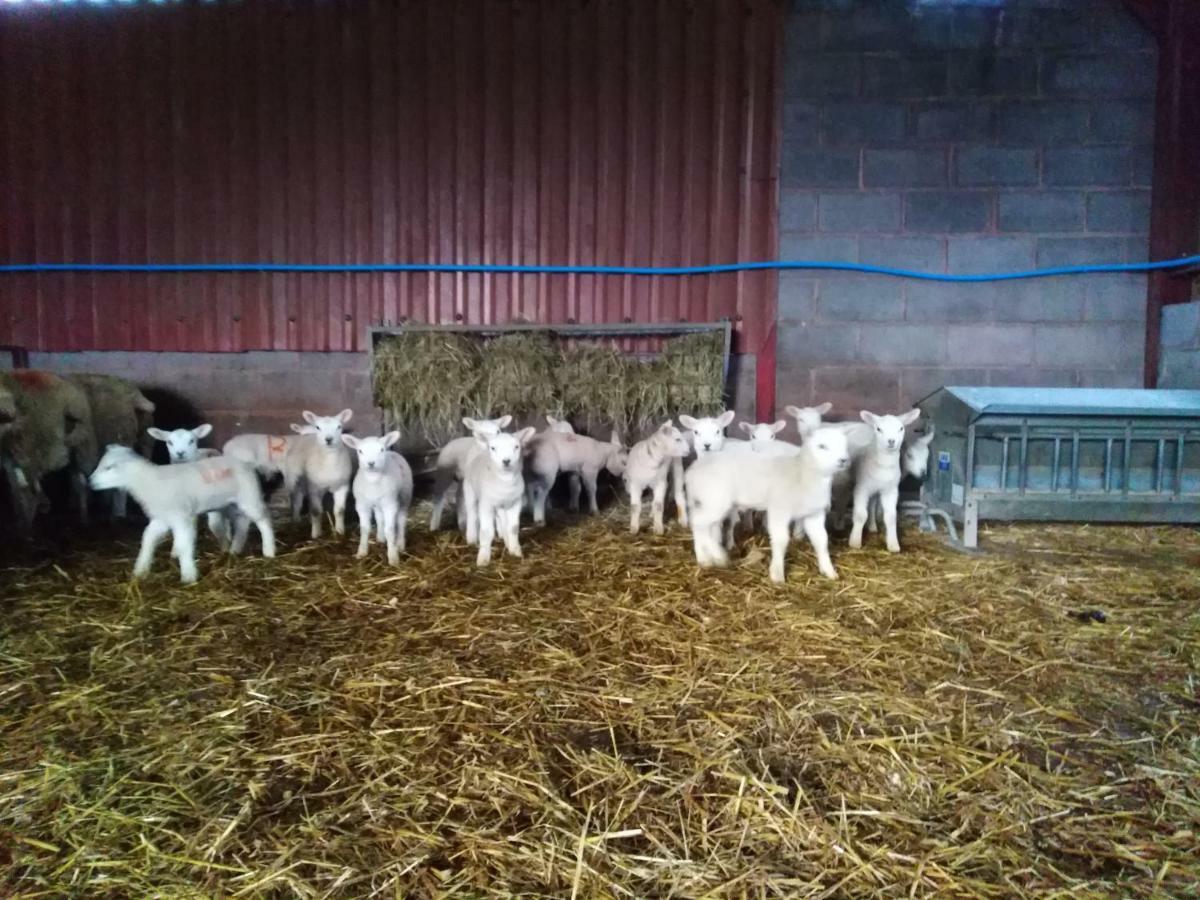 Conwy Pen Cefn Farm Holiday Abergele Exterior photo